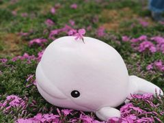 -大塘金香草谷