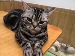 -藦茜花园宠物主题亲子互动体验馆(国顺东路店)