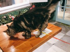-猫小院猫主题餐厅(三里屯店)