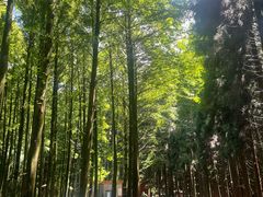 -山王坪喀斯特国家生态公园