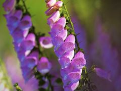 -上海滨江森林公园