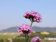 -光明小镇欢乐田园