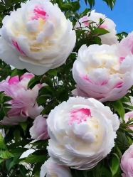 -产后帮产后修复(首城国际店)