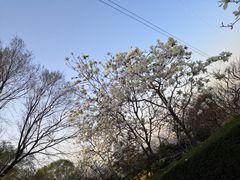 -中国唐苑