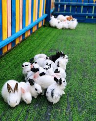 -萌宠亲子动物乐园(槐房万达店)