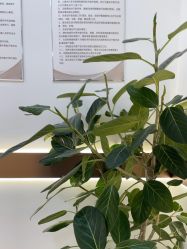 -禾丽康美医疗美容医院