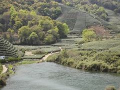 -龙坞茶村