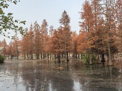 -白鹭湾湿地公园