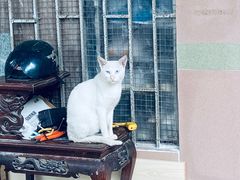 -东山茶寮(新安店)