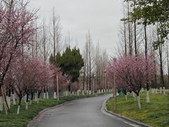 -三垟湿地