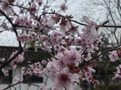 -秋霞圃