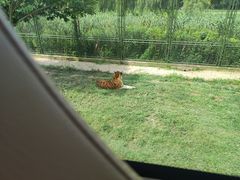 -上海野生动物园
