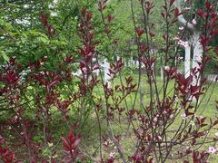 -长白岛森林公园