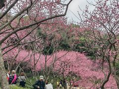 -重庆彩云湖湿地公园