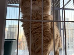 -喵百万·布偶·蓝金金渐层英短·猫舍(百子湾店)