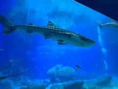 -珠海长隆海洋王国