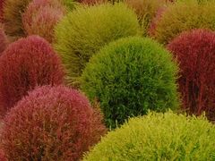 -径山花海