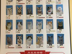 -有猫主题·治愈系猫咖(曾厝垵店)