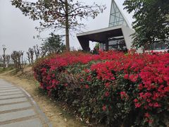 -深圳湾公园(南山区)