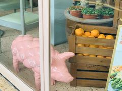 -WHEN PIGS FLY当猪飞