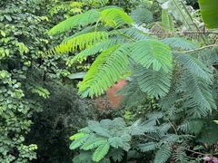 -西双版纳原始森林公园