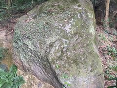 -东莞市大岭山森林公园