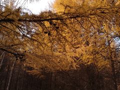 -塞罕坝国家级自然保护区