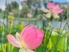 -墨尔本皇家植物园