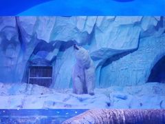 -海合安青岛极地海洋公园