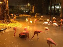-白虎自助餐厅·真老虎·景观自助餐厅(广州长隆酒店)