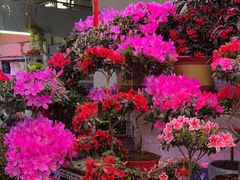 -花鸟鱼虫鲜花绿植市场(玉泉路店)