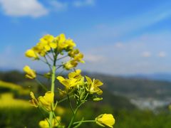 -桑洲油菜花景区