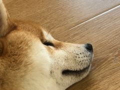 -南京Hallo宠物乐园·哈罗犬舍·柴犬繁育基地