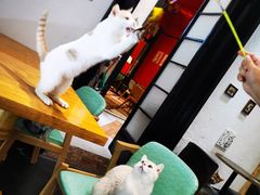 -猫色咖啡·猫咖