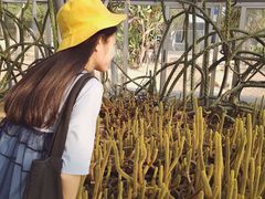-深圳仙湖植物园-停车场