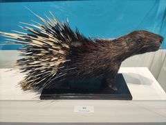 -国家自然博物馆