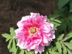 -洛阳市隋唐城遗址植物园
