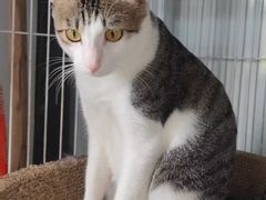 -瑞鹏宠物医院·骨科·猫科·内科(第一中心)