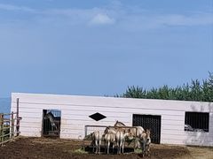 -青藏高原野生动物园