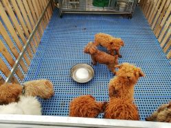 -萌宠亲子动物乐园(槐房万达店)