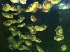-石家庄极地海洋世界