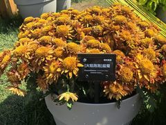 -上海植物园-4号门售票处