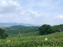 -龙坞茶村