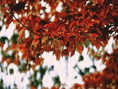 -白鹭湾湿地公园