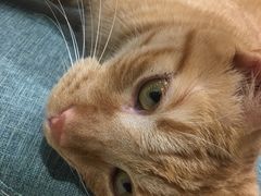 -藏猫猫咖啡主题馆(中央大道店)