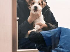 -申普宠物医院·心脏介入·心血管微创(总院)