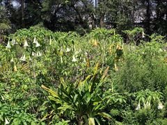 -广西壮族自治区药用植物园