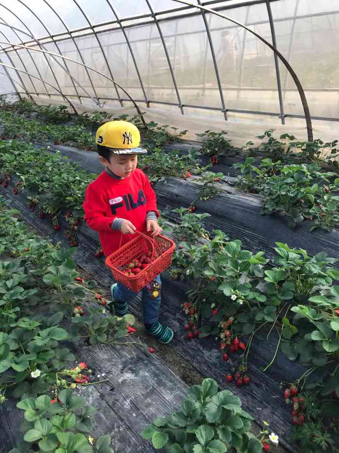 小吴奶油草莓园-"其实路并没有大家说的那么难找只是有些路.