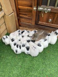 -萌宠亲子动物乐园(槐房万达店)