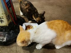 -土大力韩式烤肉料理(和平路店)